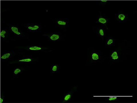 Monoclonal Anti-MARK2 antibody produced in mouse clone 3C5, purified immunoglobulin, buffered aqueous solution
