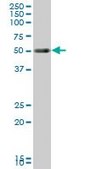 Monoclonal Anti-TCF2 antibody produced in mouse clone 3H4, purified immunoglobulin, buffered aqueous solution