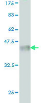 Monoclonal Anti-LRRFIP1 antibody produced in mouse clone 4E11, purified immunoglobulin, buffered aqueous solution