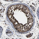 Anti-DHPS antibody produced in rabbit Prestige Antibodies&#174; Powered by Atlas Antibodies, affinity isolated antibody, buffered aqueous glycerol solution
