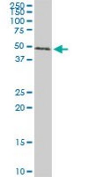 ANTI-SMAD1 antibody produced in mouse clone 1B8, purified immunoglobulin, buffered aqueous solution