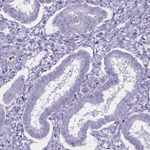 Anti-FAM209B antibody produced in rabbit Prestige Antibodies&#174; Powered by Atlas Antibodies, affinity isolated antibody, buffered aqueous glycerol solution