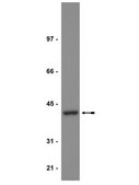 Anti-PP2A Antibody, C subunit Upstate&#174;, from rabbit