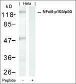 Anti-NFKB1 (Ab-927) antibody produced in rabbit affinity isolated antibody