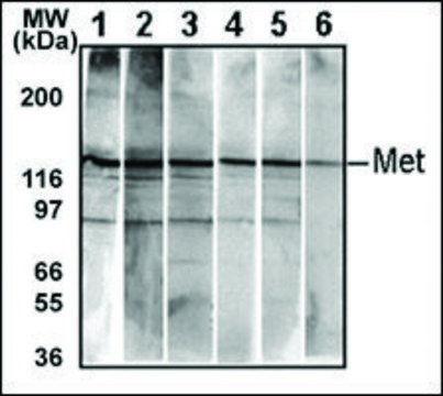 MONOCLONAL ANTI-BI-PHOSPHO-MET/HGFR(Y1234/Y1235) antibody produced in mouse clone 6AT1877, IgG fraction of antiserum, buffered aqueous solution