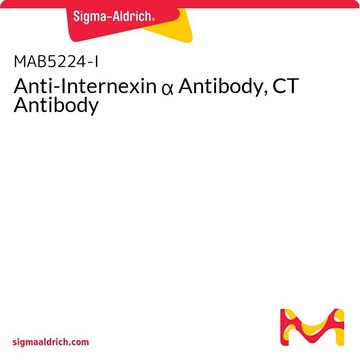 Anti-Internexin &#945; Antibody, CT Antibody