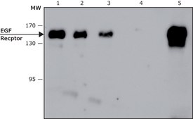 Anti-Epidermal Growth Factor (EGF) Receptor, Mouse monoclonal clone 29.1, purified from hybridoma cell culture