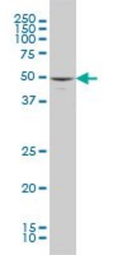 ANTI-MAPK10 antibody produced in mouse clone 3A3-1A8, purified immunoglobulin, buffered aqueous solution