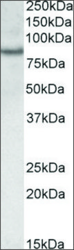 Anti-CRTC2 antibody produced in goat affinity isolated antibody, buffered aqueous solution