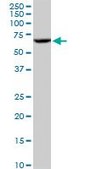 Anti-CYP3A4 antibody produced in mouse IgG fraction of antiserum, buffered aqueous solution