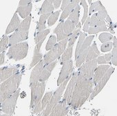 Anti-ATP1B2 antibody produced in rabbit Prestige Antibodies&#174; Powered by Atlas Antibodies, affinity isolated antibody, buffered aqueous glycerol solution