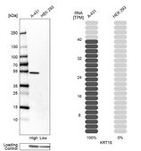 Anti-KRT15 antibody produced in rabbit Prestige Antibodies&#174; Powered by Atlas Antibodies, affinity isolated antibody, buffered aqueous glycerol solution