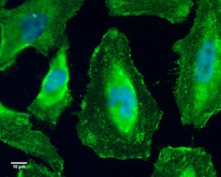 Monoclonal Anti-GEF-H1 antibody produced in mouse clone GT336, affinity isolated antibody