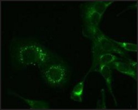 Monoclonal Anti-Hepatitis Virus (Strain A59) Nonstructural Protein 9 (nsp9) antibody produced in mouse clone 2C6.H1, purified immunoglobulin