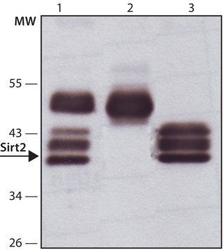 Anti-Sirt2 antibody produced in rabbit affinity isolated antibody, buffered aqueous solution