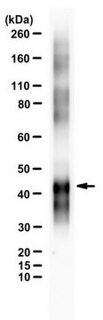 Anti-Ovalbumin (Egg White) from rabbit, purified by affinity chromatography