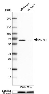 Anti-AHCYL1 antibody produced in rabbit Prestige Antibodies&#174; Powered by Atlas Antibodies, affinity isolated antibody, buffered aqueous glycerol solution