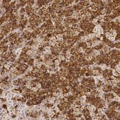 Anti-PRL antibody produced in rabbit Prestige Antibodies&#174; Powered by Atlas Antibodies, affinity isolated antibody