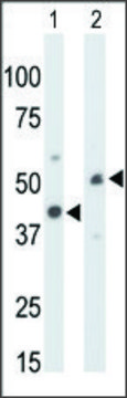 Anti-CKMT1 (N-term) antibody produced in rabbit IgG fraction of antiserum, buffered aqueous solution