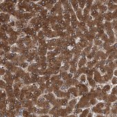 Anti-PSMD12 antibody produced in rabbit Prestige Antibodies&#174; Powered by Atlas Antibodies, affinity isolated antibody, buffered aqueous glycerol solution