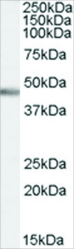 Anti-PTF1A/PFT1-P48 antibody produced in goat affinity isolated antibody, buffered aqueous solution