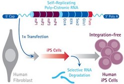 Simplicon&#174; RNA Reprogramming Kit (OKSG)