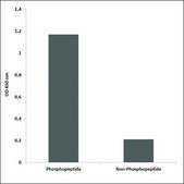 Anti-phospho-GRIN2B (pSer1303) antibody produced in rabbit affinity isolated antibody