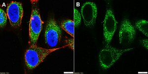 Anti-AHNAK Antibody, clone 1H6 ZooMAb&#174; Rabbit Monoclonal recombinant, expressed in HEK 293 cells