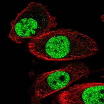 Anti-HNRNPA2B1 antibody produced in rabbit Prestige Antibodies&#174; Powered by Atlas Antibodies, affinity isolated antibody