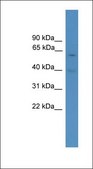Anti-PAX7 antibody produced in rabbit affinity isolated antibody