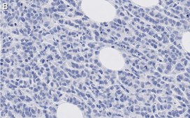 Anti-phosphotyrosine Antibody, clone 4G10 ZooMAb&#174; Mouse Monoclonal recombinant, expressed in HEK 293 cells