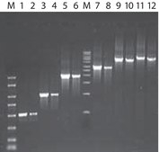 JumpStart&#8482; Taq ReadyMix&#8482; Complete optimized reagent for hot-start PCR at 2X concentration