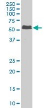Monoclonal Anti-SMAD5 antibody produced in mouse clone 5E12, purified immunoglobulin, buffered aqueous solution
