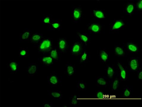 Monoclonal Anti-AHR antibody produced in mouse clone 3B12, purified immunoglobulin, buffered aqueous solution