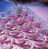 Millicell&#174; Standing Cell Culture Inserts pore size 0.4&#160;&#956;m, diam. 30&#160;mm, translucent polycarbonate membrane, size 6&#160;wells, Tissue Culture (TC)-treated surface, sterile
