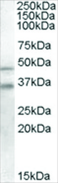 Anti-GULP1/CED6 antibody produced in goat affinity isolated antibody, buffered aqueous solution
