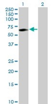 Anti-TCN1 antibody produced in rabbit purified immunoglobulin, buffered aqueous solution