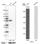 Anti-KRT13 antibody produced in rabbit Prestige Antibodies&#174; Powered by Atlas Antibodies, affinity isolated antibody, buffered aqueous glycerol solution