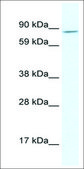Anti-AHR (AB1) antibody produced in rabbit IgG fraction of antiserum