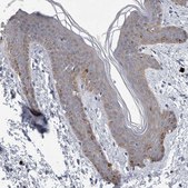 Anti-FAM83H antibody produced in rabbit Prestige Antibodies&#174; Powered by Atlas Antibodies, affinity isolated antibody, buffered aqueous glycerol solution, Ab1