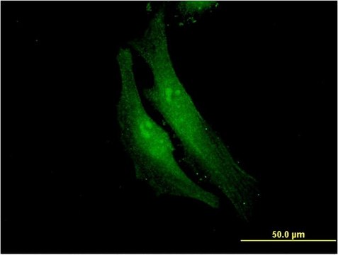 Monoclonal Anti-FANCF, (N-terminal) antibody produced in mouse clone 3C4, purified immunoglobulin, buffered aqueous solution