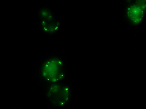 Anti-Pig IgG (whole molecule)&#8722;FITC antibody produced in rabbit IgG fraction of antiserum, buffered aqueous solution