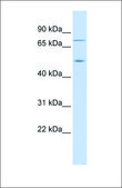 Anti-EIF2AK1 antibody produced in rabbit affinity isolated antibody