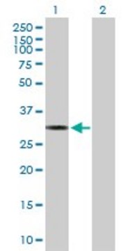 Anti-MTFMT antibody produced in mouse purified immunoglobulin, buffered aqueous solution