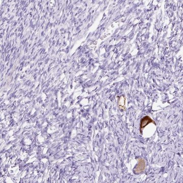 Anti-GBX1 antibody produced in rabbit Prestige Antibodies&#174; Powered by Atlas Antibodies, affinity isolated antibody, buffered aqueous glycerol solution