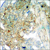 Anti-phospho-c-PLA2 (pSer505) antibody produced in rabbit affinity isolated antibody