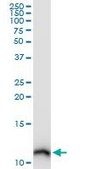 Monoclonal Anti-S100A10 antibody produced in mouse clone 3E10, purified immunoglobulin, buffered aqueous solution