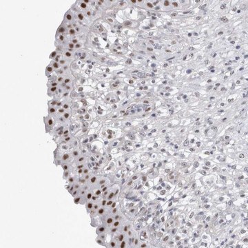 Anti-API5 antibody produced in rabbit Prestige Antibodies&#174; Powered by Atlas Antibodies, affinity isolated antibody, buffered aqueous glycerol solution