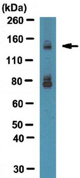 Anti-Integrin alpha-11 Antibody from rabbit, purified by affinity chromatography