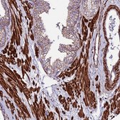 Anti-EI24 antibody produced in rabbit Prestige Antibodies&#174; Powered by Atlas Antibodies, affinity isolated antibody, buffered aqueous glycerol solution